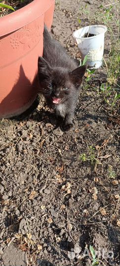 Котята в добрые руки 1 месяц