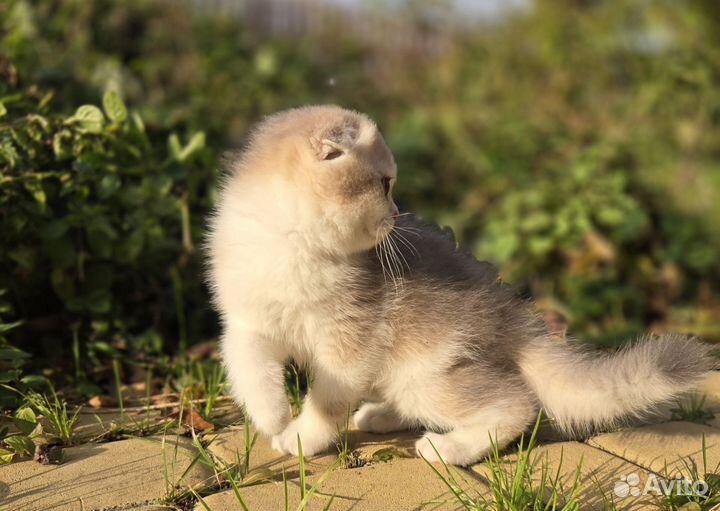 Шотландский вислоухий котенок