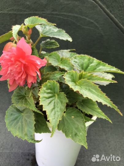 Комнатные цветы цветущие