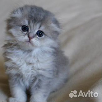 Шотландская вислоухая кошечка