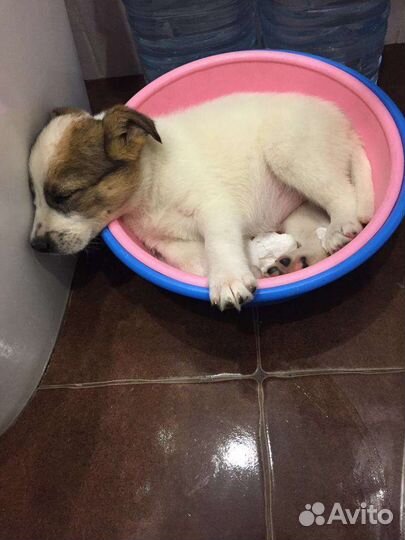 Чудесный малыш ищет добрые руки