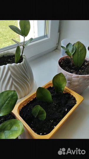 Замиокулькас(долларовое дерево)