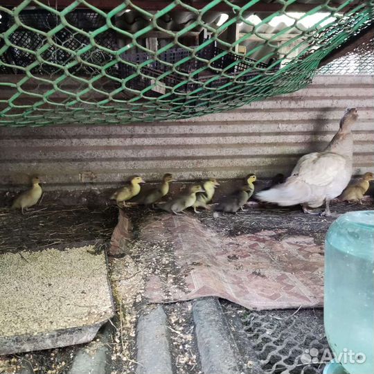 Индоутка - мускусная утка,утята