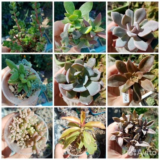 Суккуленты