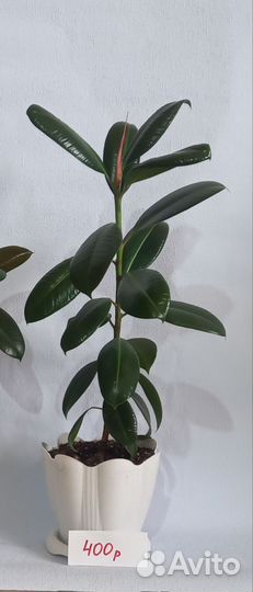 Комнатные растения цветы