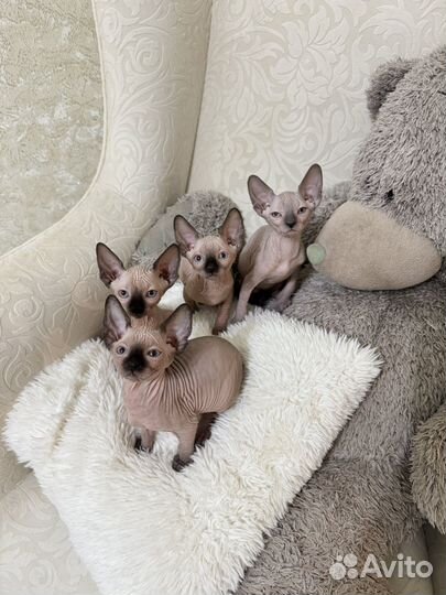 Канадский сфинкс котенок