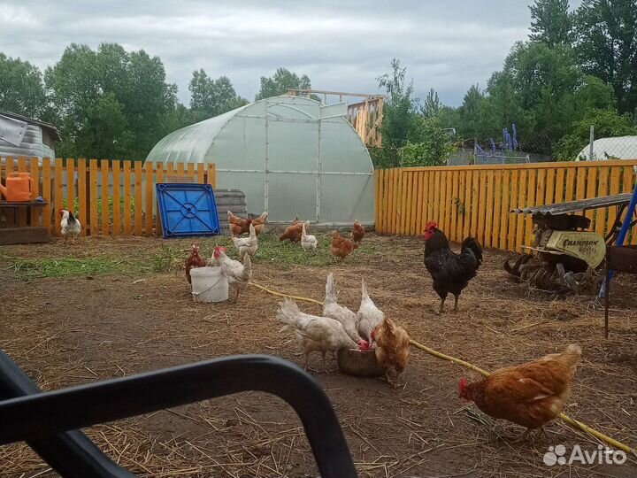 Домашнее яйцо