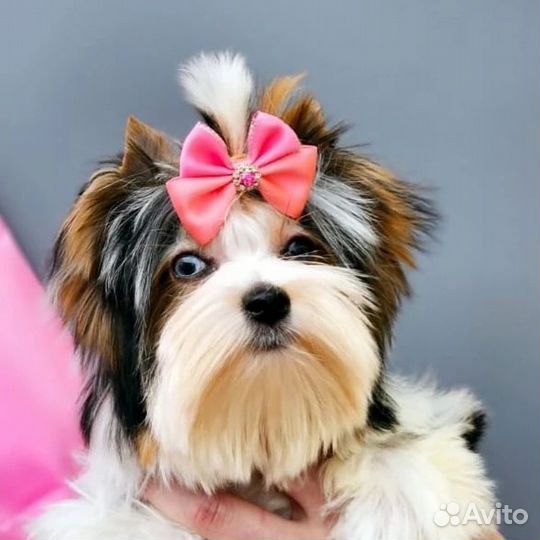 Мини биверы