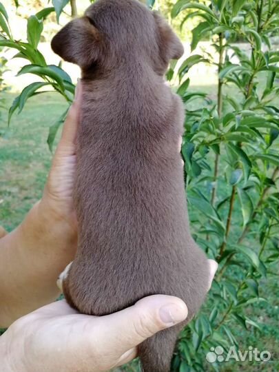 Щенки чихуахуа