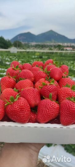 Рассада клубники