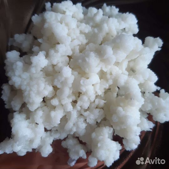 Тибетский молочный гриб