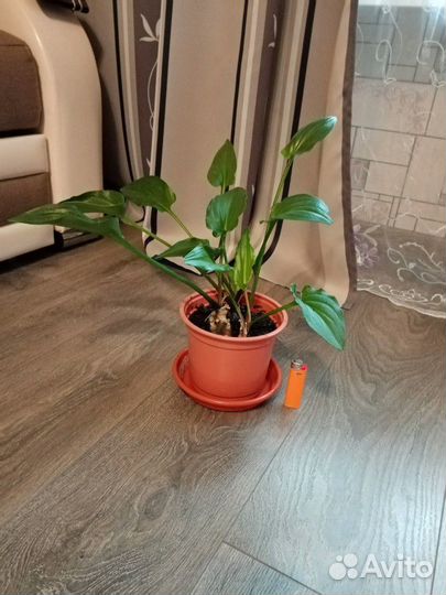 Дримиоптис