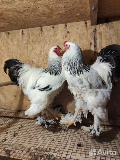 Куры петухи брама кохенхин палевый