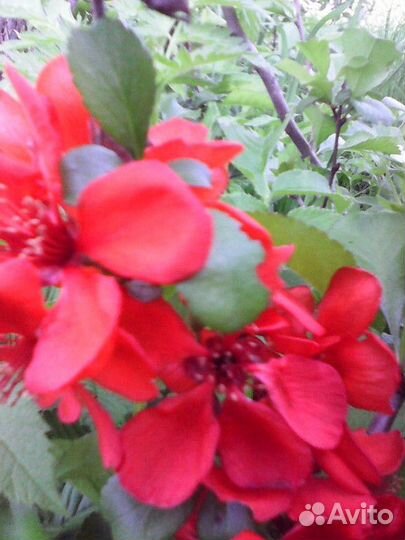 Саженцы облепихи и куста айвы