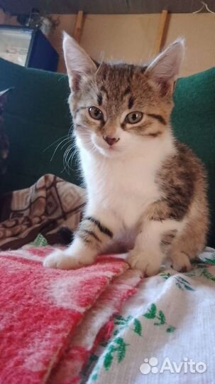 Домашние животные кошки