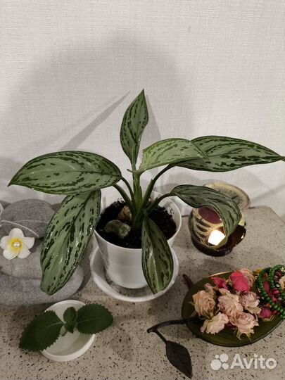 Аглаонема Сильвер квин