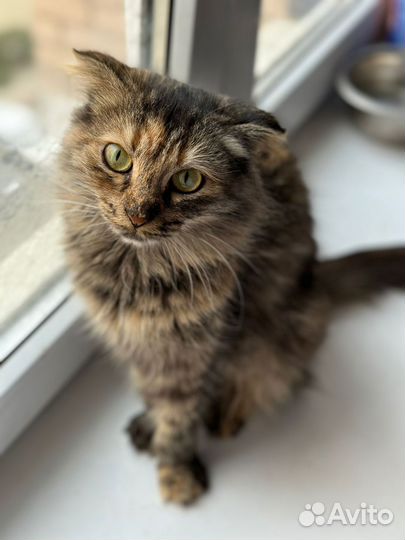 Вислоухая метис красавица