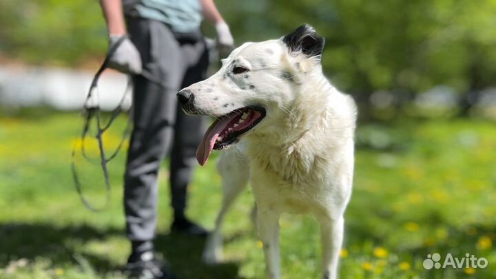 Очаровательный Саймон из приюта в поисках семьи