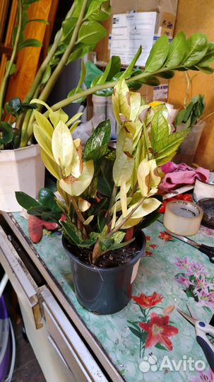 Замиокулькас zamiifolia Cameleon