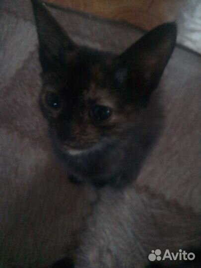 Хорошие игривые котята ищут своих хозяев