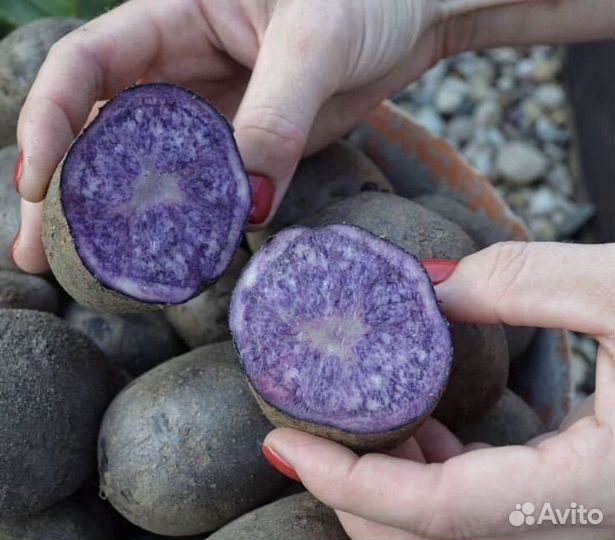Фиолетовый картофель