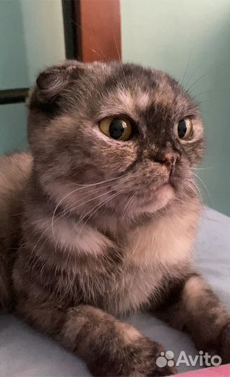 Британская кошка