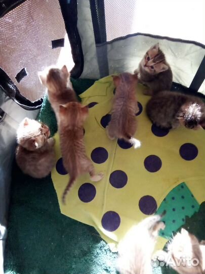 Британские котята