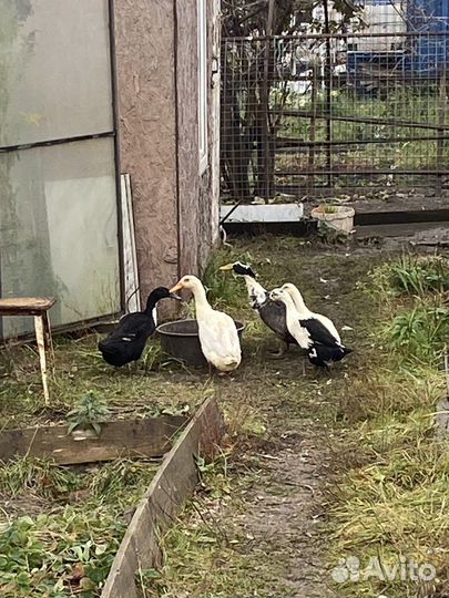 Утки индийский бегунок