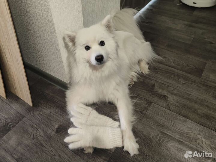 Перчатки из собачьей шерсти ручная работа