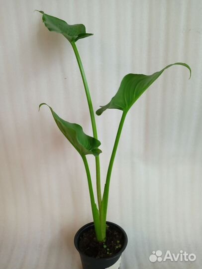 Калла Эфиопская Белая