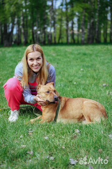 Собака трусишка Тибет приют Некрасовка