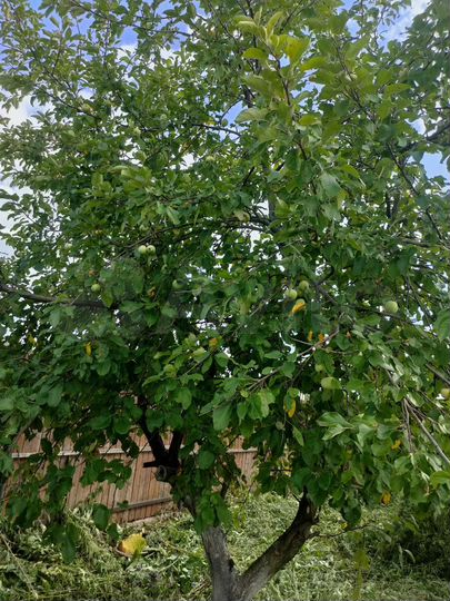 Участок 7 сот. (ИЖС)