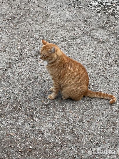 Котик ищет дом