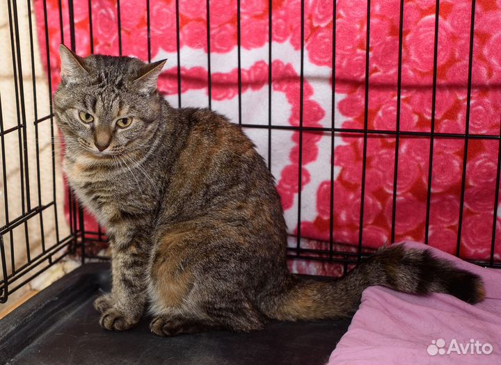 Кошечке приходится жить в клетке