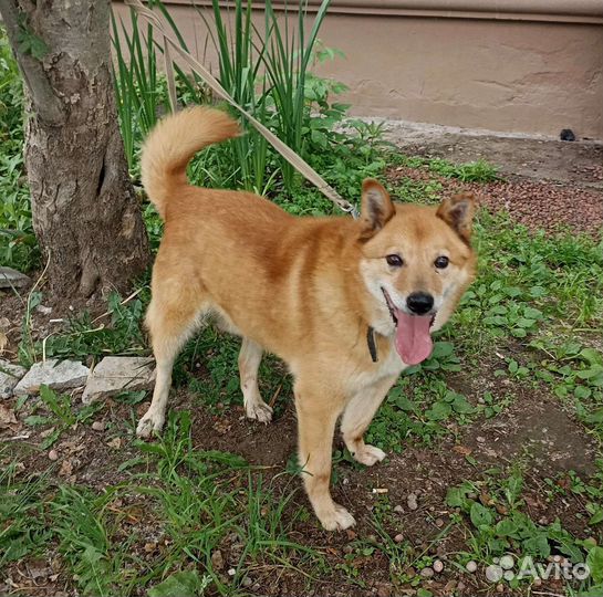 Славный мальчуган в добрые руки