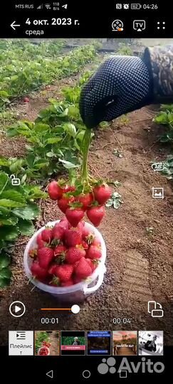 Рассада клубники азия +