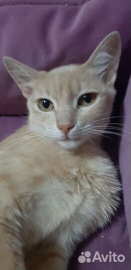 Молодая кошечка