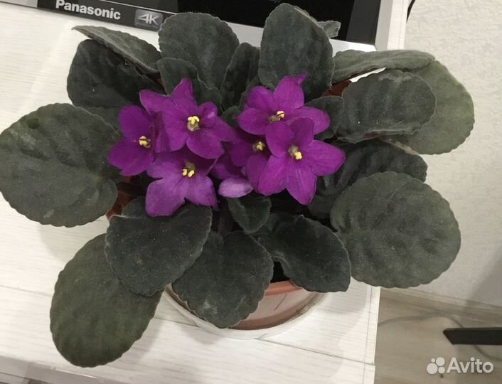 Комнатные растения цветы Фиалка