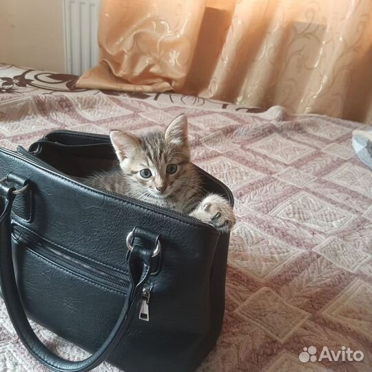 Отдам в добрые руки катенка мальчик