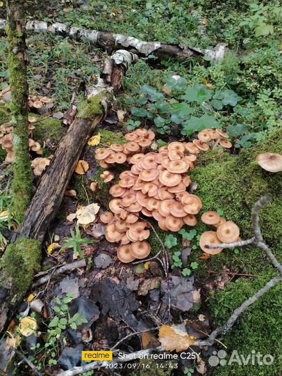 Опята свежие