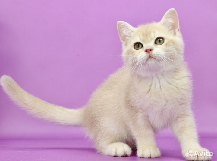 Британская золотая лиловая шиншилла шелл cy12