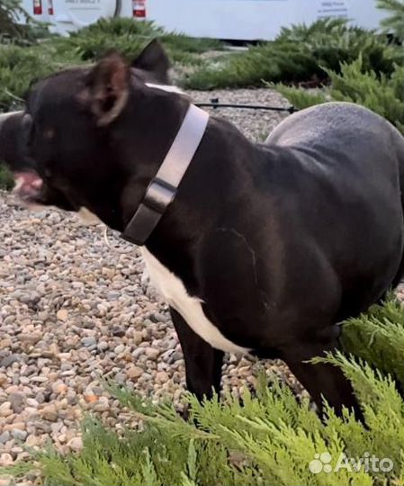 Девочка Американский булли