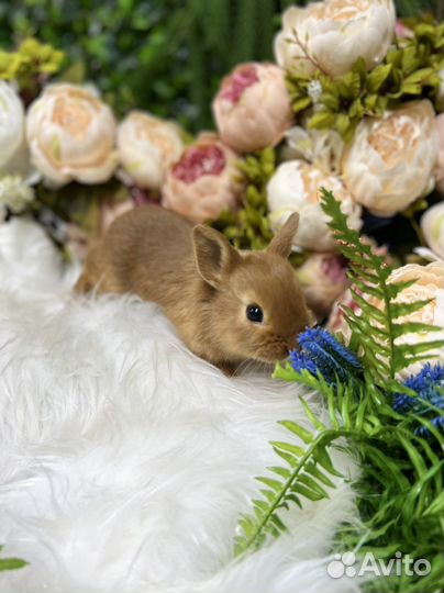 Кролики домашние ручные
