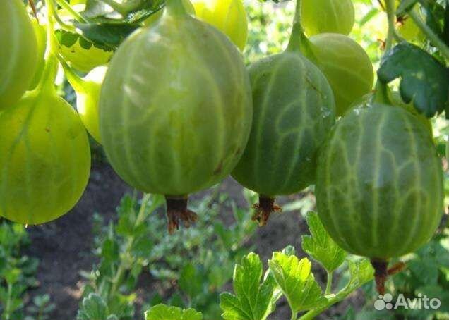 Саженцы зеленого крыжовника