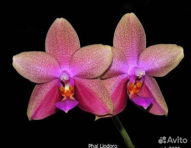 Фаленопсис сортовой