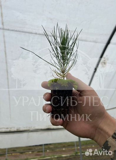 Лиственница Сибирская зкс сеянцы для лесовосстанов