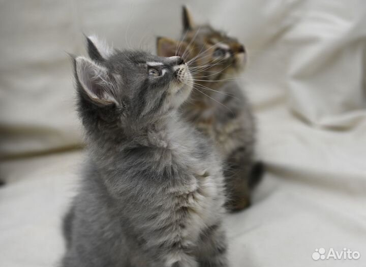 Котик 1,5 мес