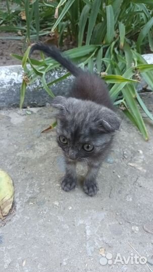 Шотландские кошечки