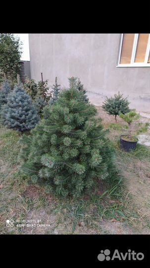 Туи, самшиты, голубые ели и т.д