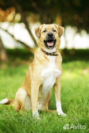 Собака Мартин из приюта